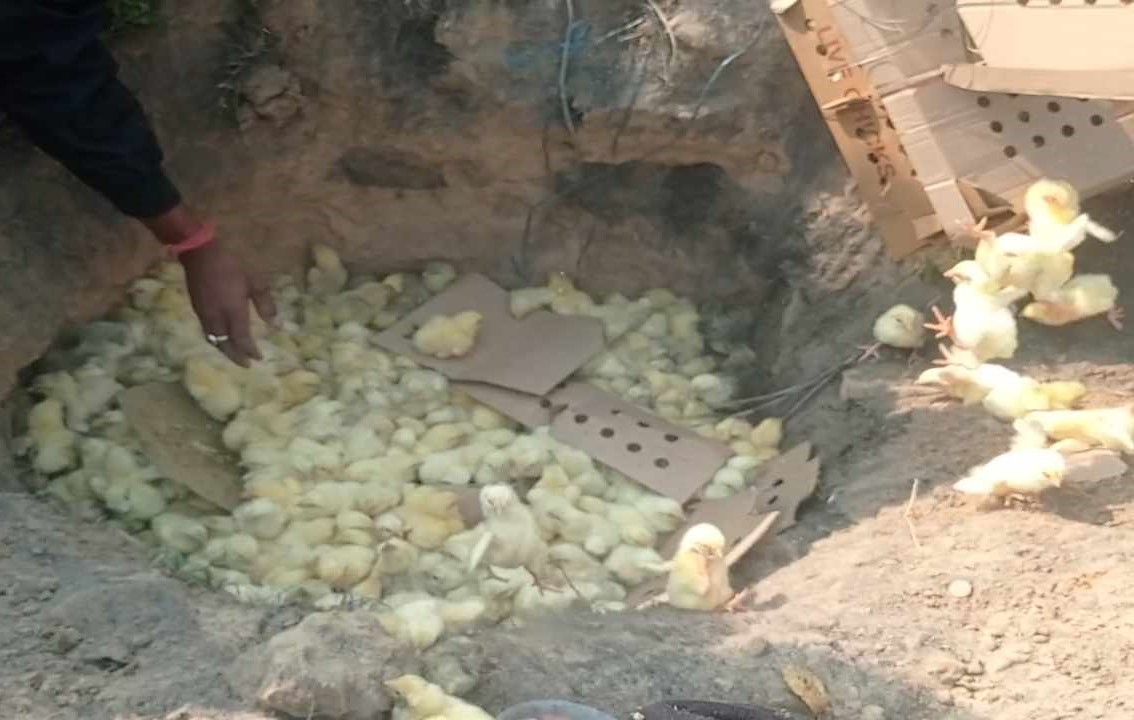 पर्सा : ठूलो परिमाणमा प्रतिबन्धित भारतीय चल्ला बरामद