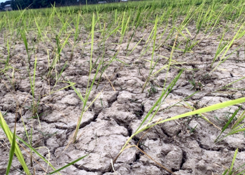 पानी नपर्दा सुक्न थाल्यो चैते धान