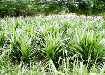 तिब्बतमा नेपालको घाँस बिक्री गरिँदै