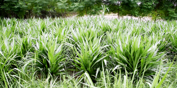 तिब्बतमा नेपालको घाँस बिक्री गरिँदै