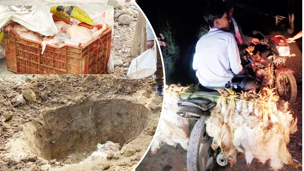 अवैध रुपमा भारतीय कुखुरा भित्रिँदा  कृषक मर्कामा