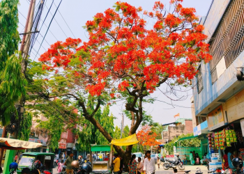 गुलमोहरले सजिएका वीरगंज महानगरका सडक ( फोटो फिचर )