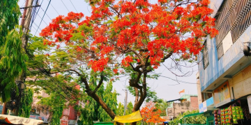 गुलमोहरले सजिएका वीरगंज महानगरका सडक ( फोटो फिचर )