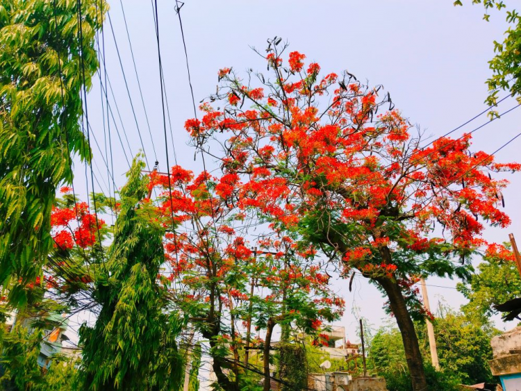 गुलमोहरले सजिएका वीरगंज महानगरका सडक ( फोटो फिचर )