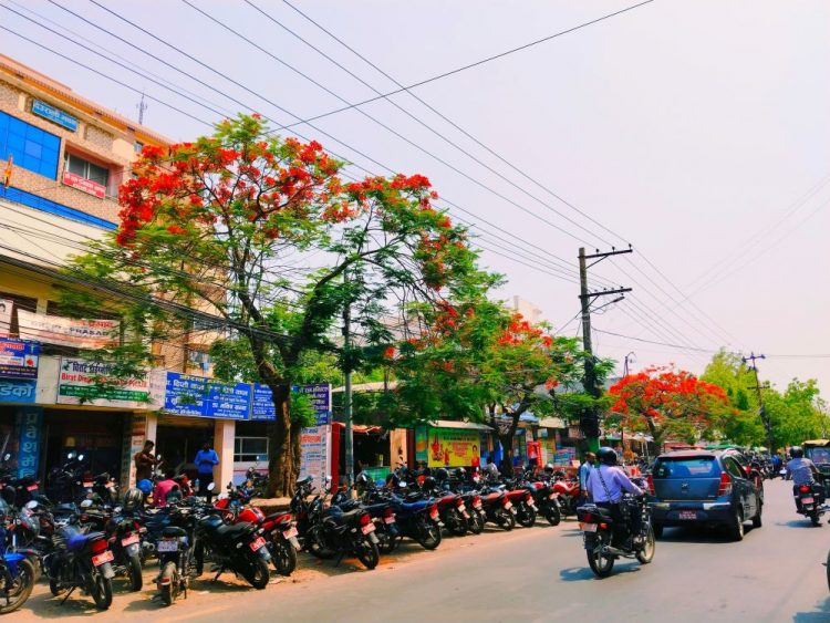 गुलमोहरले सजिएका वीरगंज महानगरका सडक ( फोटो फिचर )