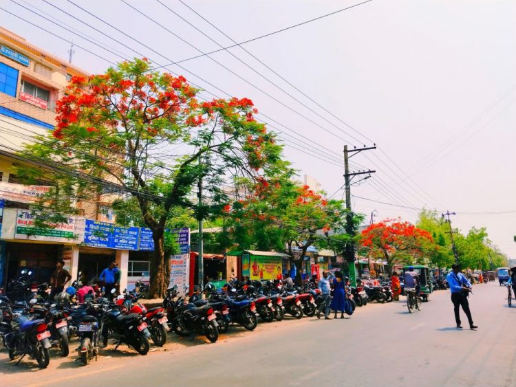 गुलमोहरले सजिएका वीरगंज महानगरका सडक ( फोटो फिचर )