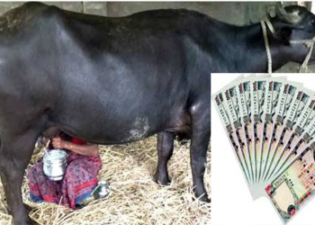 पचास हजार भैँसी पाल्ने किसानलाई  अनुदान