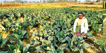 मधेश प्रदेशका परिश्रमी हातहरू