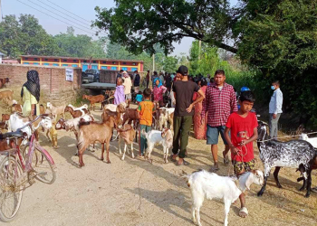 सात हजार पशुपन्छीको उपचार