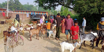 सात हजार पशुपन्छीको उपचार