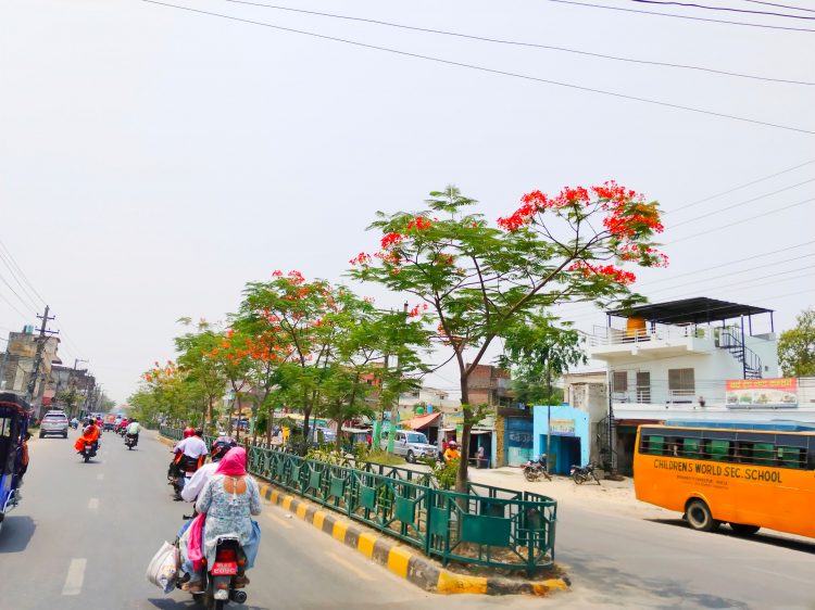 गुलमोहरले सजिएका वीरगंज महानगरका सडक ( फोटो फिचर )