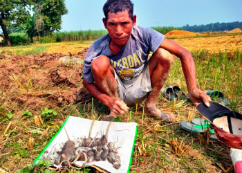 धानबाली भित्र्याएर फुर्सदिला भएका थारू मुसा मार्ने कार्यमा निकै निपूण