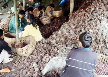 ताप्लेजुङका किसान हिजोआज नगदे बाली अलैँची थन्क्याउनमा व्यस्त किसान