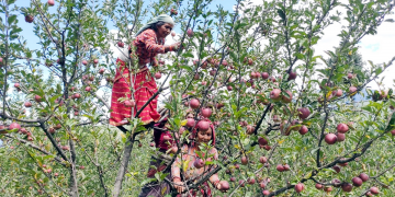 यस वर्ष ९२ करोड बढीको स्याउ मुस्ताङबाट निर्यात