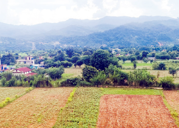 बाँदर आतङ्कले बाली जोगाउन बारीमै बास