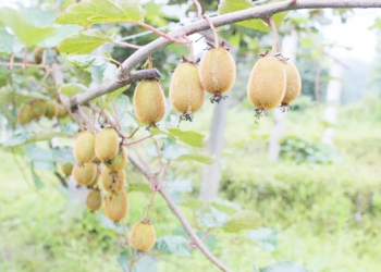 डोटीमा ‘हिउँदे फलफूल क्षेत्र विस्तार’ कार्यक्रममार्फत किबीखेती विस्तार गरिँदै