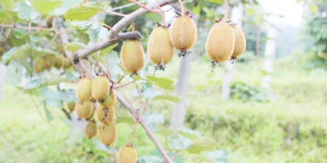 डोटीमा ‘हिउँदे फलफूल क्षेत्र विस्तार’ कार्यक्रममार्फत किबीखेती विस्तार गरिँदै