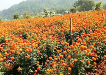 किसान सयपत्री फूलखेतीमा आकर्षित