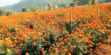 किसान सयपत्री फूलखेतीमा आकर्षित