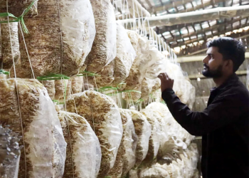 रोजगारीमा जीवन विताएर स्वदेश फर्किएपछि च्याउखेतीमा, मासिक एक लाखभन्दा बढी आम्दानी