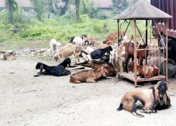 आविष्कार केन्द्रका वैज्ञानिकले गर्दैछन् कारखाना परिसरमा बाख्रापालन