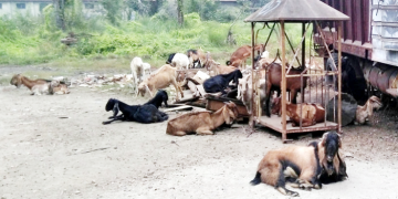 आविष्कार केन्द्रका वैज्ञानिकले गर्दैछन् कारखाना परिसरमा बाख्रापालन