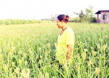 बराहक्षेत्रका किसान व्यावसायिक कोदोखेतीतर्फ आकर्षित हुँदै