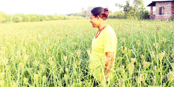 बराहक्षेत्रका किसान व्यावसायिक कोदोखेतीतर्फ आकर्षित हुँदै