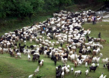 लेकबाट बेँसी झर्न थाले चरनका लागि लेक तथा हिमाली भेग पुगेका भेडाका बथान