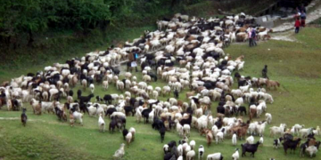 लेकबाट बेँसी झर्न थाले चरनका लागि लेक तथा हिमाली भेग पुगेका भेडाका बथान