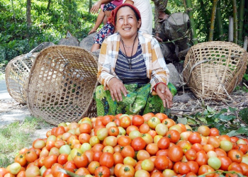 स्थानीय किसानले उत्पादन गरेको गोलभेँडालाई राम्रो मूल्य
