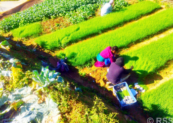 वार्षिक २६लाख आम्दानी सागसब्जीका बेर्ना बेचेर