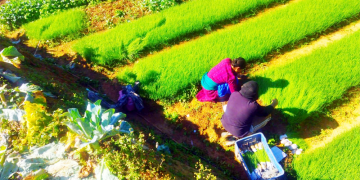 वार्षिक २६लाख आम्दानी सागसब्जीका बेर्ना बेचेर