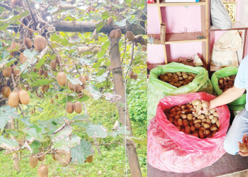 वडाध्यक्ष थापा वडाको कामसँगै किबीखेतीमा व्यस्त