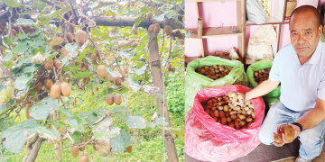 वडाध्यक्ष थापा वडाको कामसँगै किबीखेतीमा व्यस्त