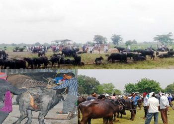 पर्सामा निर्वाध राँगा तस्करी : तस्करको सामु सुरक्षाकर्मी निरीह, करोडौं राजस्व चुहावट