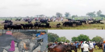 पर्सामा निर्वाध राँगा तस्करी : तस्करको सामु सुरक्षाकर्मी निरीह, करोडौं राजस्व चुहावट