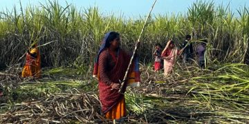 सरकारको आर्थिक स्रोत अभावमा ३० वर्षदेखि दिइएको उखु किसान अनुदान यसपालि रोकियो