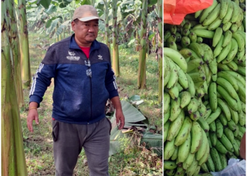 मधेस प्रदेशमा केराको उत्पादनमा गिरावट, किसानले नीतिगत सहयोगको माग