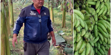 मधेस प्रदेशमा केराको उत्पादनमा गिरावट, किसानले नीतिगत सहयोगको माग