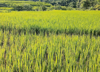 अधिकांश धान खेतीमा मरुवा रोगको समस्या
