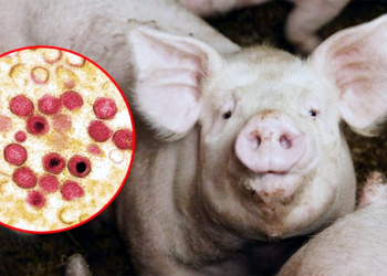 चन्द्रपुरमा स्वाइन फिभरका कारण बङ्गुर मर्न थाले