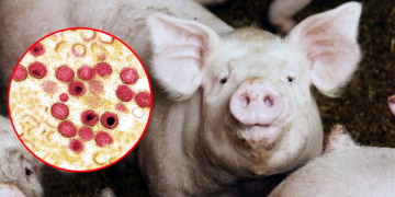 चन्द्रपुरमा स्वाइन फिभरका कारण बङ्गुर मर्न थाले